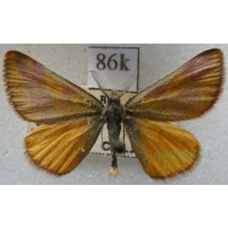 Lythria cruentaria (Hufnagel, 1767) Sudamek szczawiak Czech86k